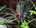 Tillandsia velutina