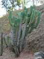 Cactaceae-Cereus-peruvianus-Cactus-cierge.jpg