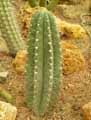 Echinopsis atacamensis, Trichocereus atacamensis, Cereus atacamensis