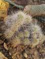 Mammillaria setispina
