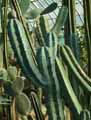 Myrtillocactus geometrizans