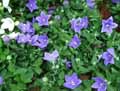 Campanulaceae-Platycodon-grandiflorus-Astra-Blue-Platycodon-a-grandes-fleurs-bleues.jpg