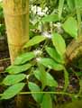 Capparidaceae-Capparis-pubiflora-Caprier.jpg
