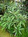 Capparidaceae-Capparis-salicifolia-Caprier-a-feuilles-de-saule.jpg