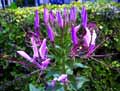 Capparidaceae-Cleome-spinosa-Cleome-epineux.jpg