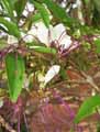 Capparidaceae-Crataeva-adansoni-Crataeva.jpg