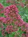 Centranthus ruber