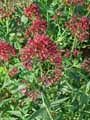 Caprifoliaceae-Centranthus-ruber-Valeriane-rouge-Valeriane-des-jardins-Lilas-d-Espagne-Herbe-de-Jupiter-Barbre-de-Jupiter-7642.jpg