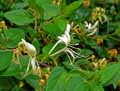 Caprifoliaceae-Lonicera-caprifolium-Chevrefeuille-commun-Chevrefeuille-des-jardins.jpg