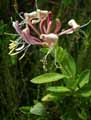 Caprifoliaceae-Lonicera-periclymenum-Chevrefeuille-periclymene-Chevrefeuille-des-bois.jpg