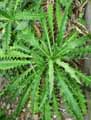 Caprifoliaceae-Morina-longifolia-Morina.jpg