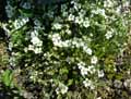 Arenaria rossii
