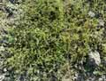Caryophyllaceae-Arenaria-serpyllifolia-Sabline-des-murs-Sabline-a-feuilles-de-Serpollet.jpg