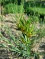 Caryophyllaceae-Dianthus-Knappi-Oeillet.jpg