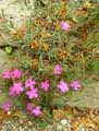 Caryophyllaceae-Dianthus-haematocalix-Oeillet.jpg