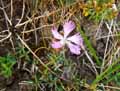 Dianthus hyssopifolius gallicus
