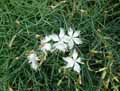 Caryophyllaceae-Dianthus-monspessulanus-ssp.-stenbergii-Oeillet-de-Montpellier.jpg