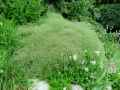 Gypsophila repens