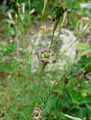 Silene bupleuroides ssp. staticifolia