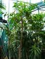 Elaeodendron orientale