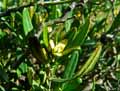 Cneorum tricoccon