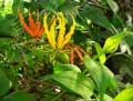 Colchicaceae-Gloriosa-superba-Glorieuse-Lis-glorieux-Glorieuse-de-Malabar-Lis-de-Malabar.jpg