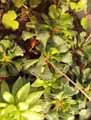 Crassulaceae-Adromischus-cristatus-Crinkle-leaf-plant.jpg