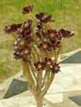 Aeonium arboreum atropurpureum Schwarzkopf
