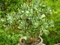 Crassulaceae-Crassula-ovata-Blue-Bird-Arbre-de-Jade-Dollar-d-argent-Crassule-ovale-Plante-de-jade-Baobab-Africain.jpg