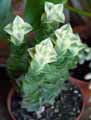 Crassulaceae-Crassula-perforata-Variegata-Crassule.jpg