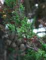 Cupressaceae-Cupressus-macrocarpa-Cypres-de-Lambert-Cypres-de-Monterey.jpg