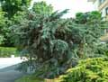 Juniperus media