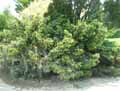 Juniperus x media Pfitzeriana