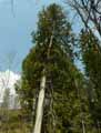Cupressaceae-Thuja-occidentalis-Thuya-occidental-Thuya-du-Canada-Cedre-balai-Cedre-blanc-Arbre-de-vie.jpg