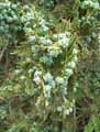 Cupressaceae-Thuja-orientalis-Thuja-d-orient-Thuja-de-Chine.jpg