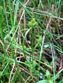 Cyperaceae-Carex-flava-Laiche-jaunatre.jpg
