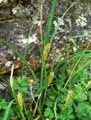 Cyperaceae-Carex-hirta-Laiche-herissee-Laiche-velue.jpg