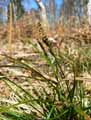 Cyperaceae-Carex-pilulifera-Laiche-a-boulettes-Laiche-a-pilules.jpg