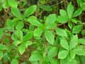 Ericaceae-Lyonia-ligustrina-Lyonia.jpg