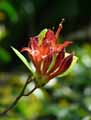 Rhododendron luteum Sang de Gentbrugge