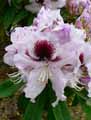 Rhododendron x
