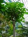 Euphorbiaceae-Aleurites-moluccana-Aleurite-Bancouiller.jpg