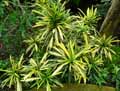 Euphorbiaceae-Codiaeum-variegatum-pictum-Croton.jpg