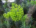 Euphorbiaceae-Euphorbia-characias-Euphorbe-des-garrigues-Euphorbe-des-vallons.jpg