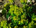 Euphorbia flavicoma ssp. verrucosa