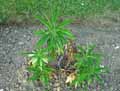 Euphorbia mellifera