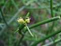 Euphorbia tirucali