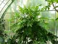 Euphorbiaceae-Phyllanthus-grandifolius-Girembellier-a-grande-fleur.jpg