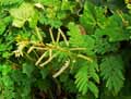 Fabaceae-Acacia-ataxacantha-Arbre-a-fievre.jpg