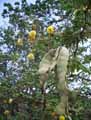 Fabaceae-Acacia-nilotica-Gommier-rouge-Acacia-a-gomme-Acacia-de-Cayenne-Babul-Taggart-Mogohlo-Motsha-UmNqawe.jpg